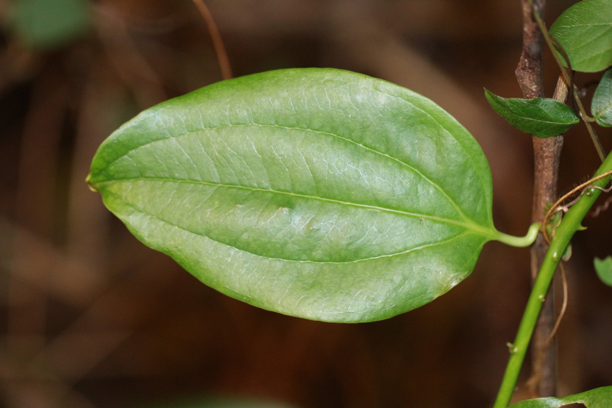 Smilax perfoliata Lour.